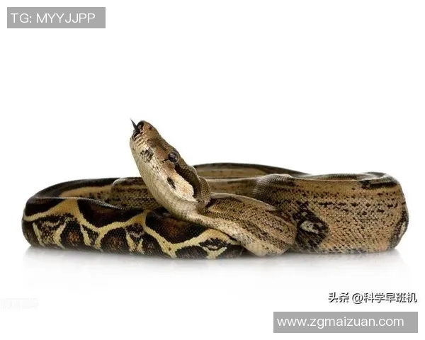 惊悚！印尼巨蟒吞噬女子，丈夫破蛇肚发现遗体揭开真相(印尼蟒蛇吞人)